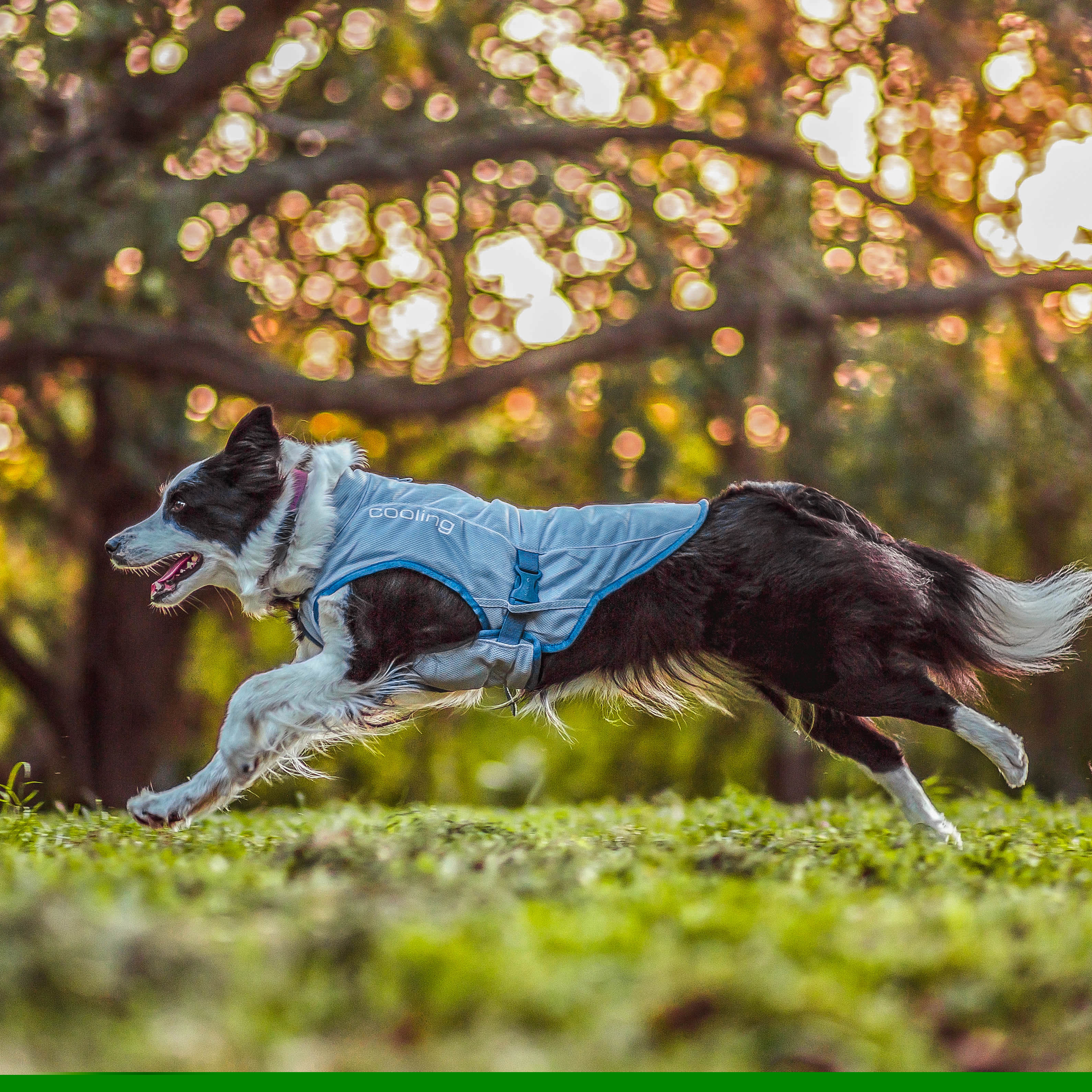 Kurgo Hundewesten Kurgo Kühlweste für Hunde M