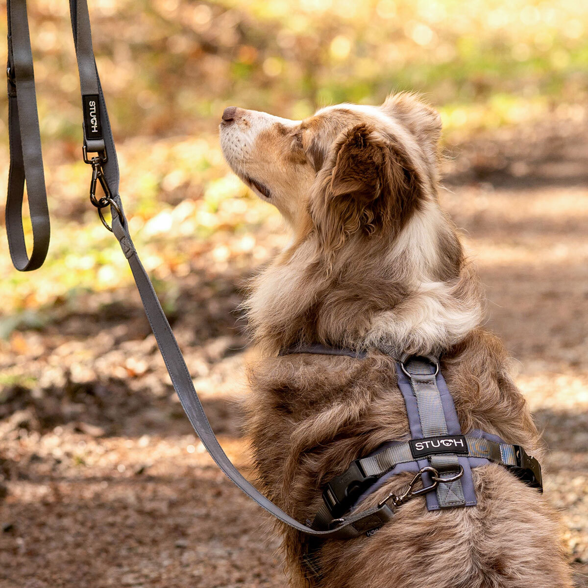 STUCH Hundegeschirre STUCH Geschirr Hund gepolstert schwarz M