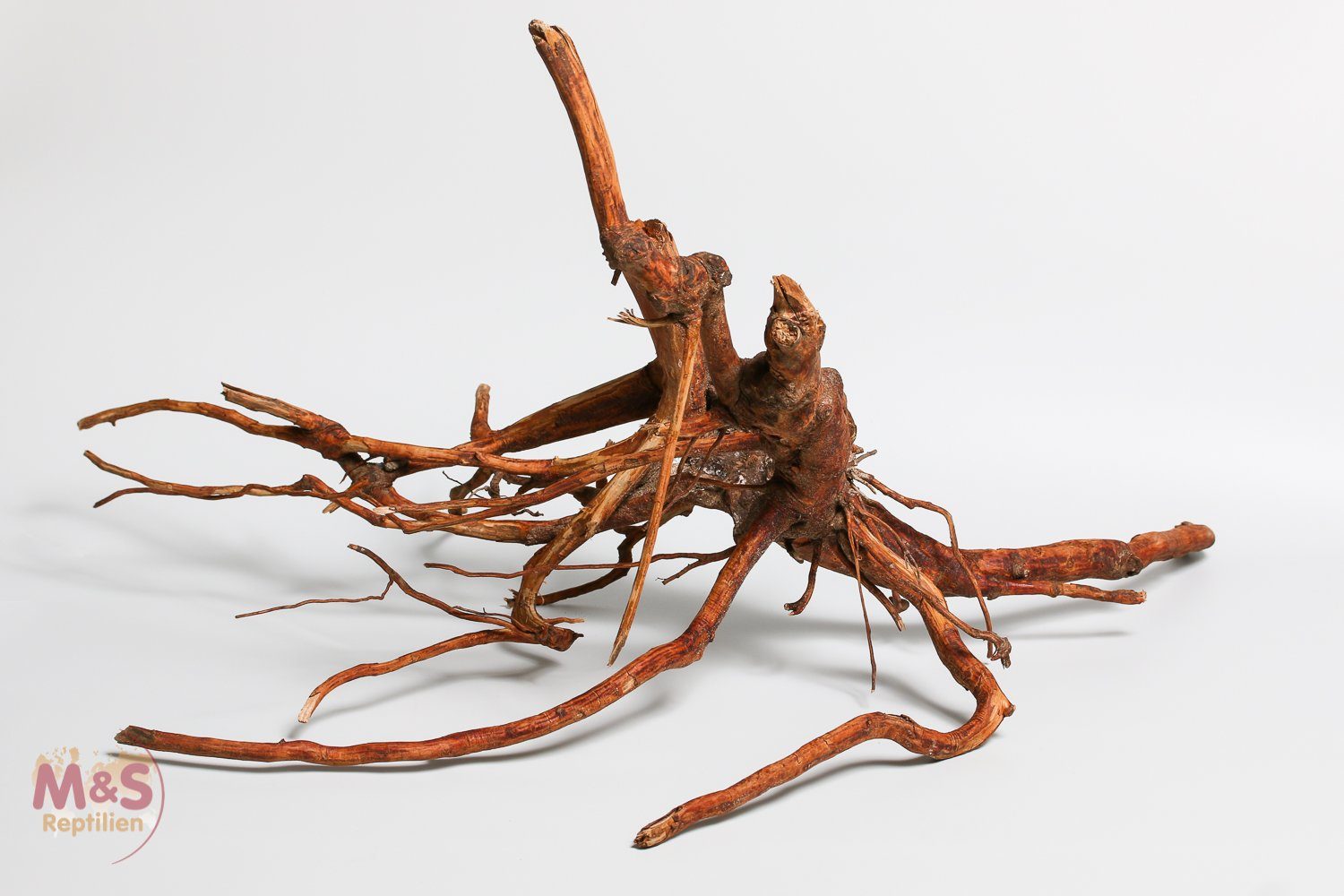 M&S Reptilien Terrarium ''Lagune''Driftwood (Treibholz) ''Hibiscus tiliaceus'' 40-60 cm (smal