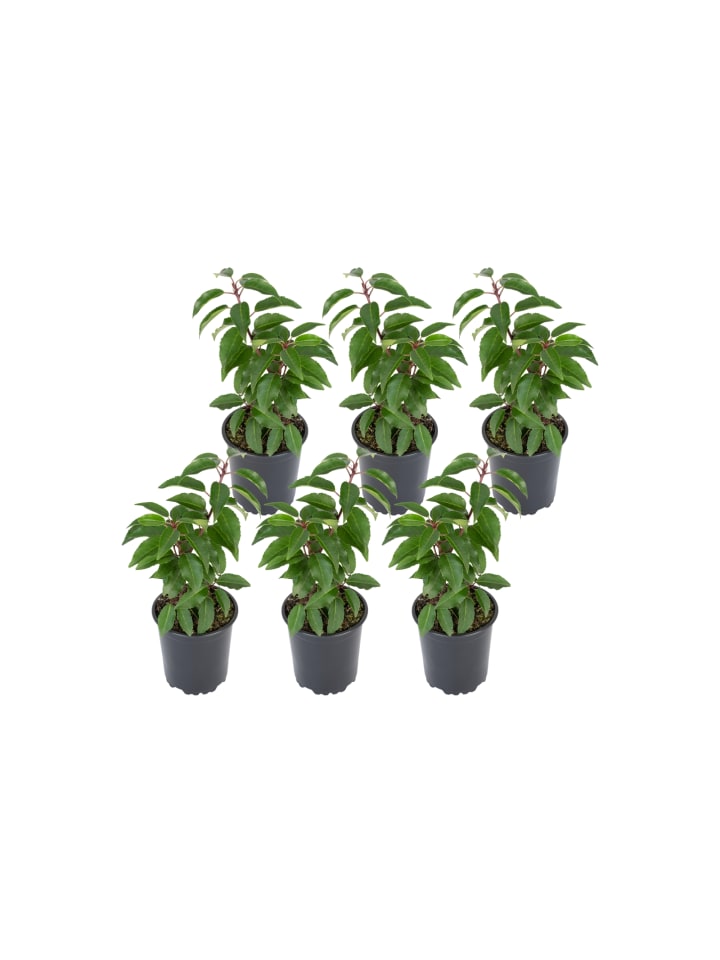 OH2 6er-Set Prunus lusitanica 'Angustifolia in Grün günstig kaufen onesize