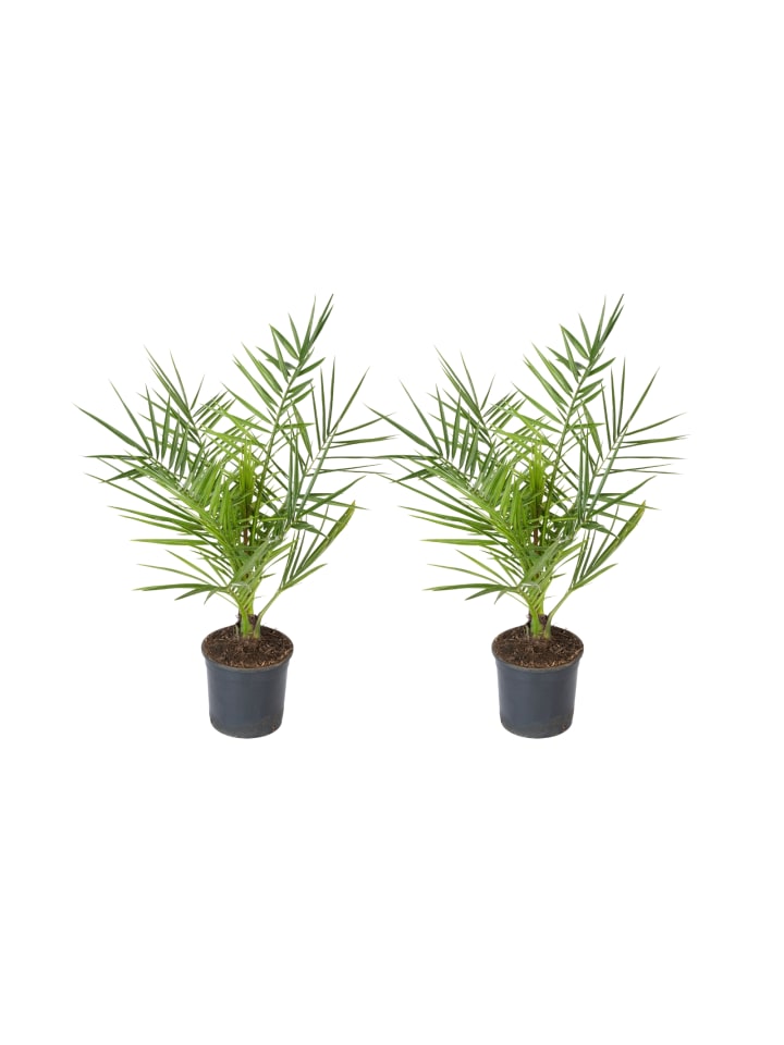 OH2 2er-Set: Phoenix canariensis Mittel in Grün günstig kaufen onesize
