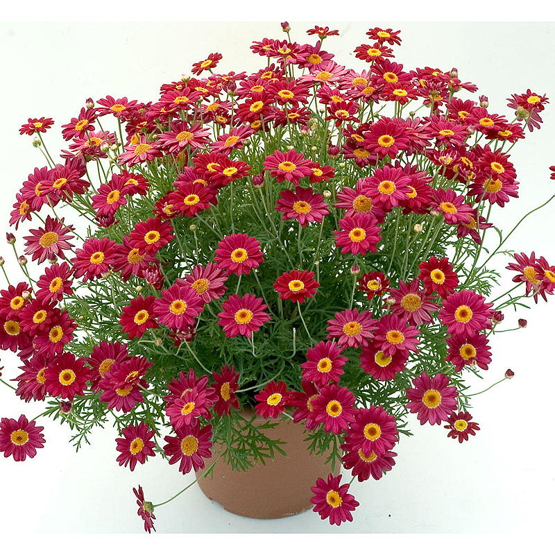 Margeritt rød P12, Argyranthemum