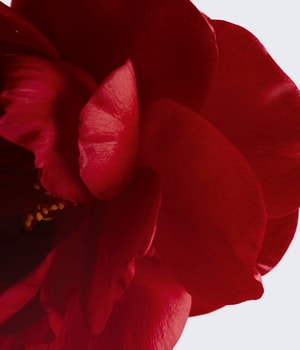 CHANEL N°1 de CHANEL REVITALISIERENDE AUGENCREME Augencreme-15 g