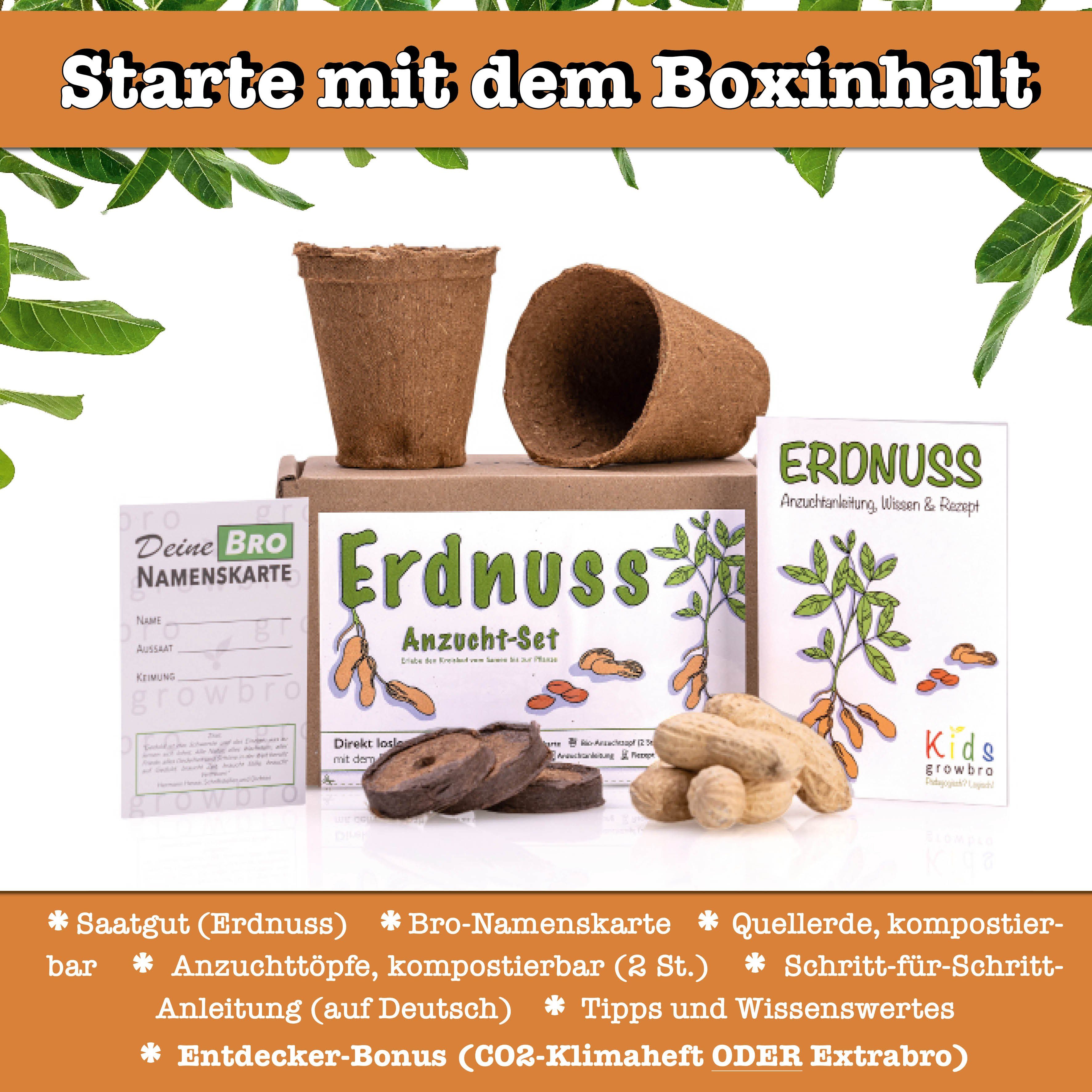 growbro Lernspielzeug Erdnuss Anzuchtset für kleine Forscher Lernt spielend die Natur kennen (Bekannt aus Social Media)