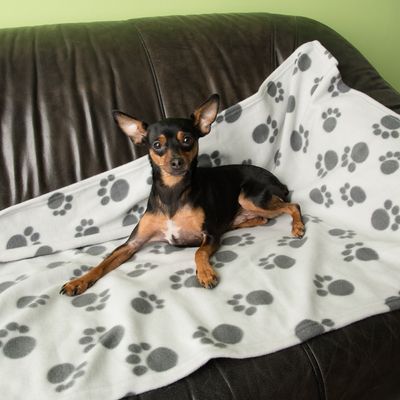 Sparpaket: Das Orthopädische Hundebett eckig + Kuscheldecke Paws