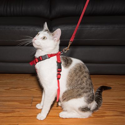 Trixie Auto-Geschirr für Katzen