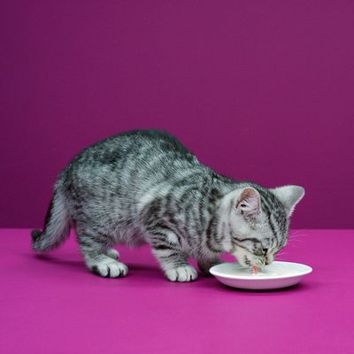 Whiskas Katzenmilch