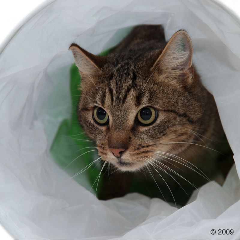 Katzentunnel Raupe zu Discountpreisen % bei bitiba.de
