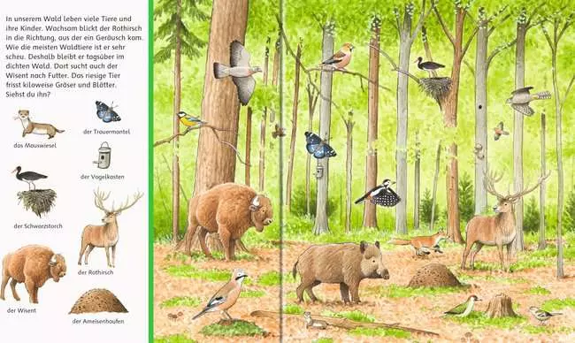 Sachen suchen: Tiere im Wald