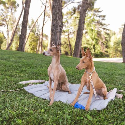Nomad Tales Reise-Hundematte Stone