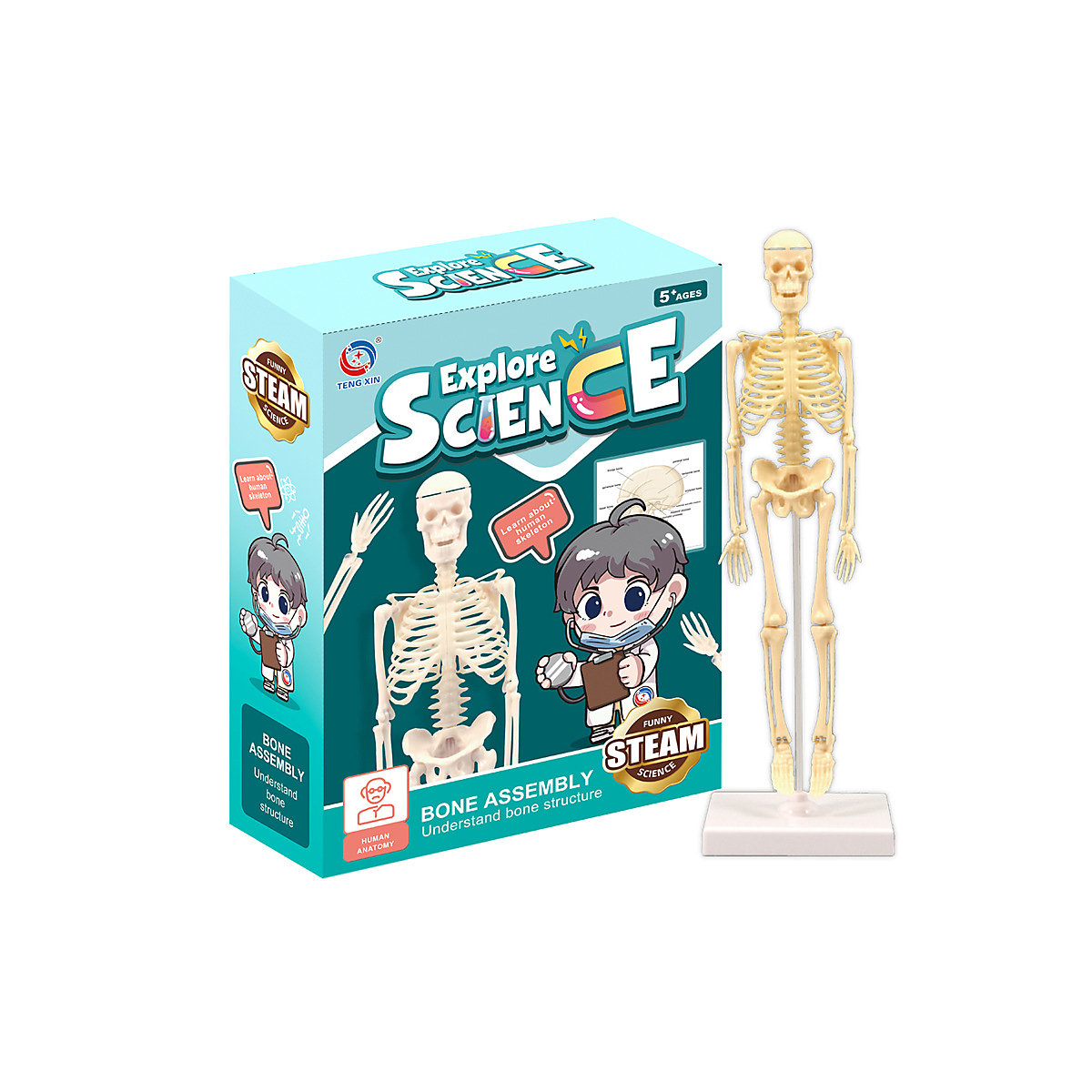 Skelett-Simulationsspiel für Kinder Kleines menschliches Skelett Modell Simulation Skelett Kinder Früherziehung Lernspielzeug