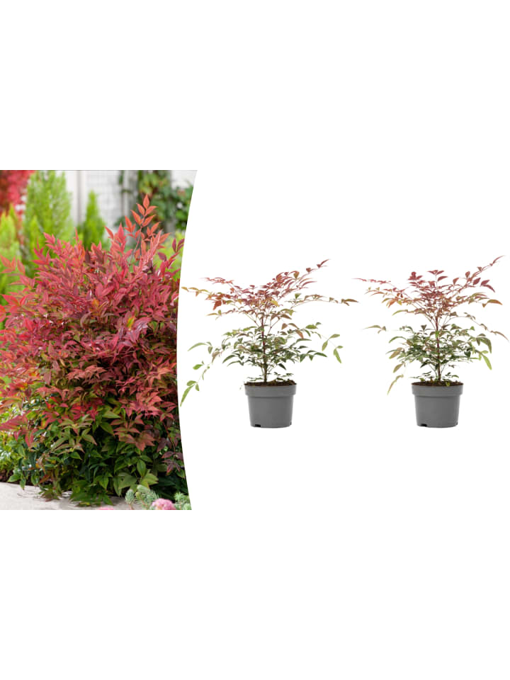 OH2 2er-Set: Nandina Domestica Obsessed in Bunt günstig kaufen onesize