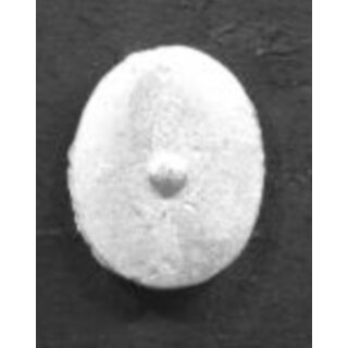 Byzantine Oval Infantry Shields (12)