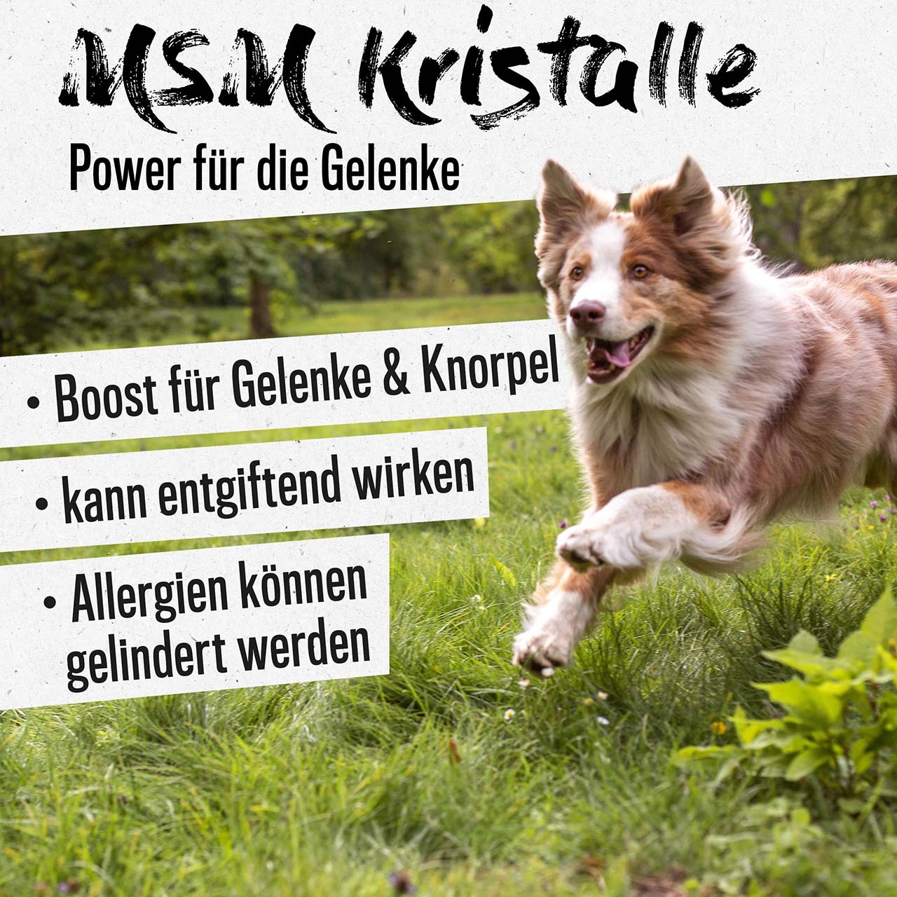 ALPHAZOO Ergänzungsfutter & Aufzucht ALPHAZOO MSM-Pulver für Hunde und Katzen 1 kg