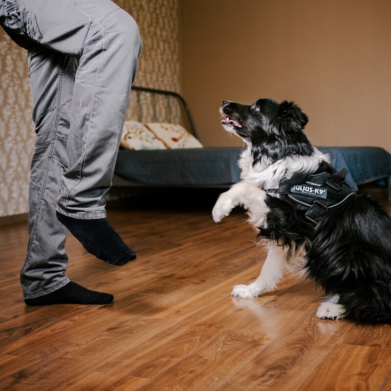 JULIUS-K9 Hundegeschirre JULIUS-K9 IDC Powergeschirr L