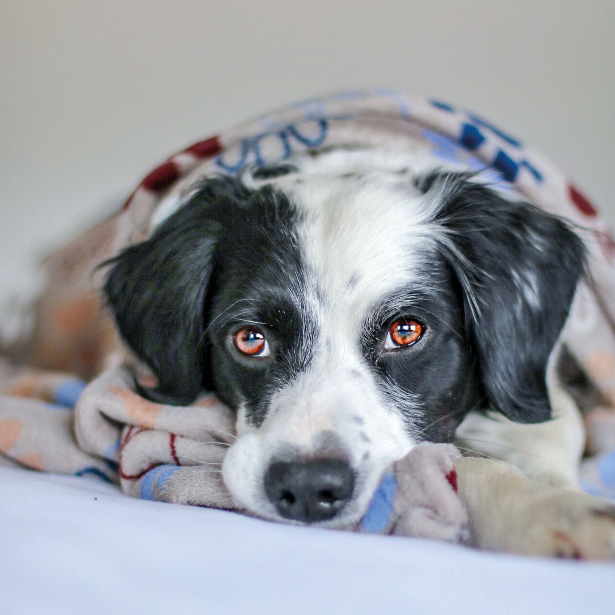 Nobby Tierdecke Hundedecke Lissi mit Pfotenmotiv, Polyester, Wunderschöne, kuschelweiche Coral-Fleecedecke zum Schutz vor Hundehaaren und Verschmutzungen