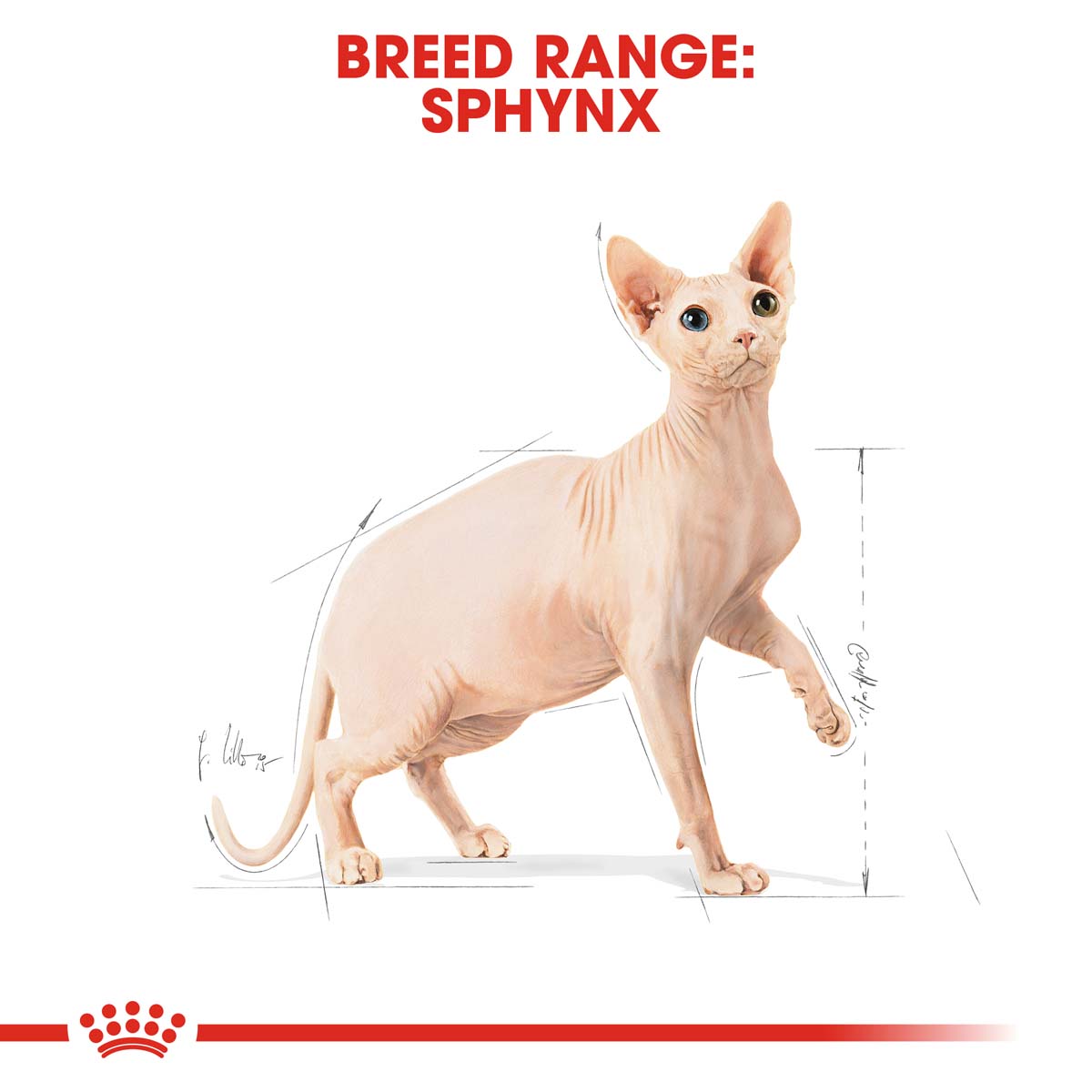 ROYAL CANIN Sphynx Adult Katzenfutter trocken kaufen