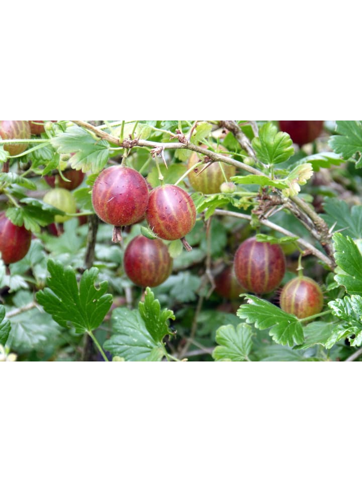 OH2 8er-Set: Obstpflanzen in Bunt günstig kaufen onesize