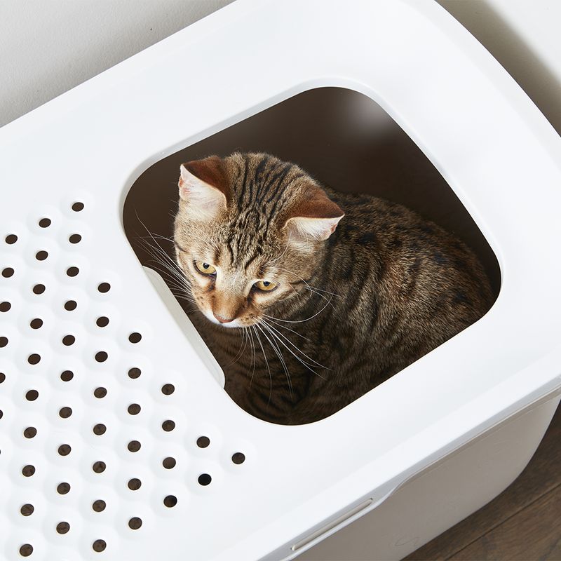 Savic Katzentoilette Hop In zu TOP-Preisen