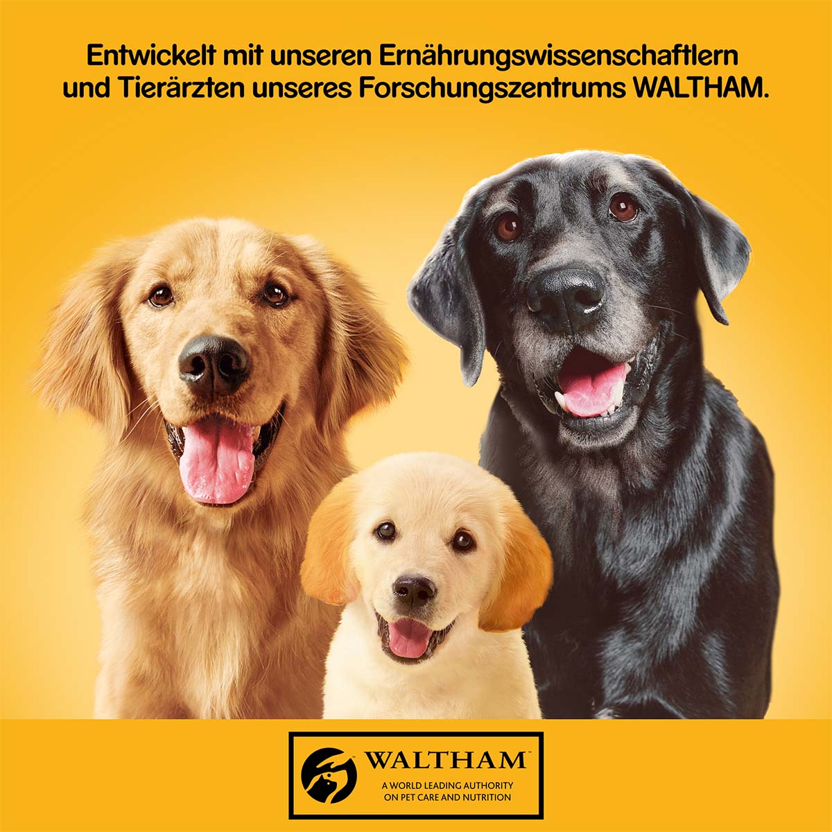 Pedigree Plus Markknochen mit Rind in Sauce kaufen bei ZooRoyal