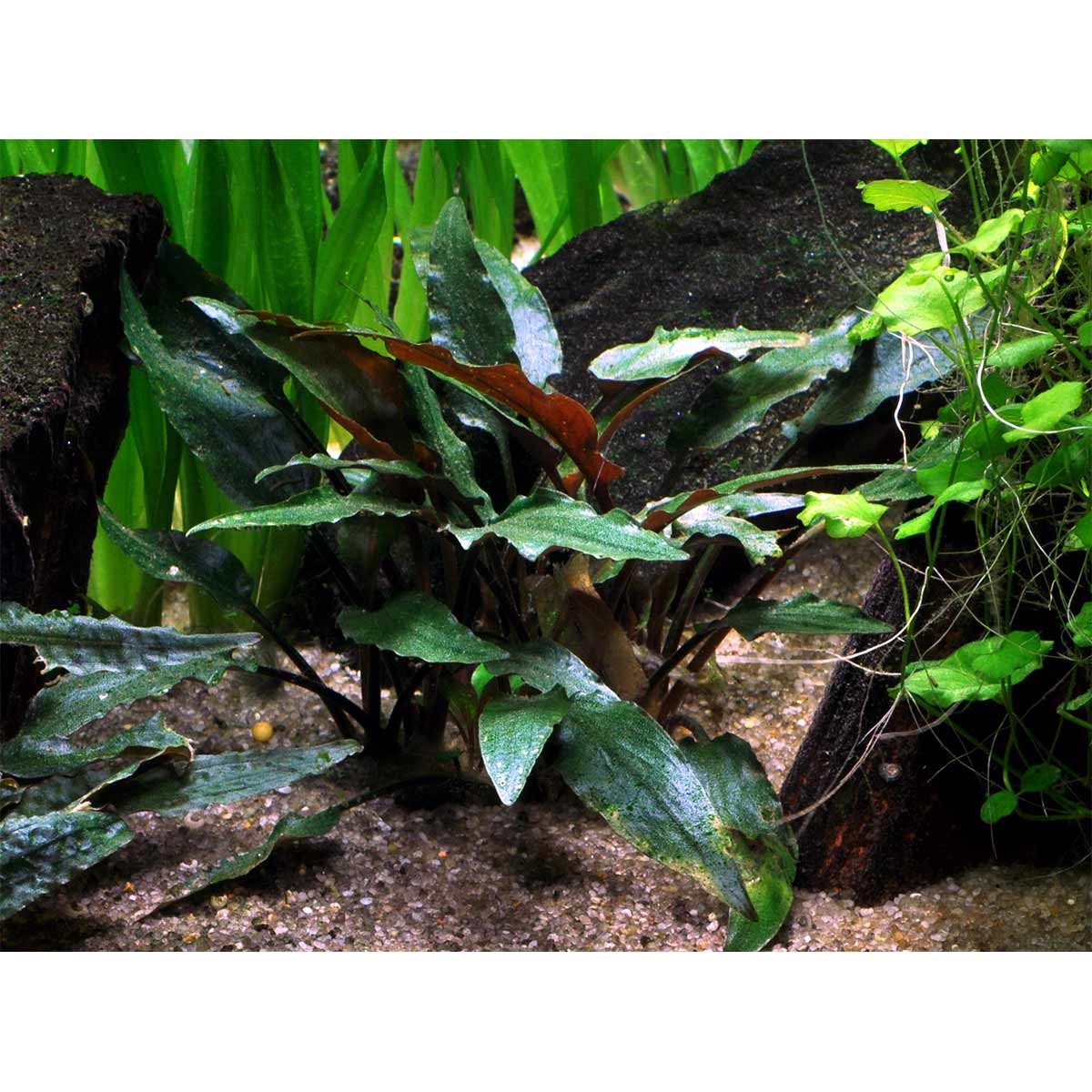 Tropica Aquariumpflanze Cryptocoryne beckettii 'Petchii'