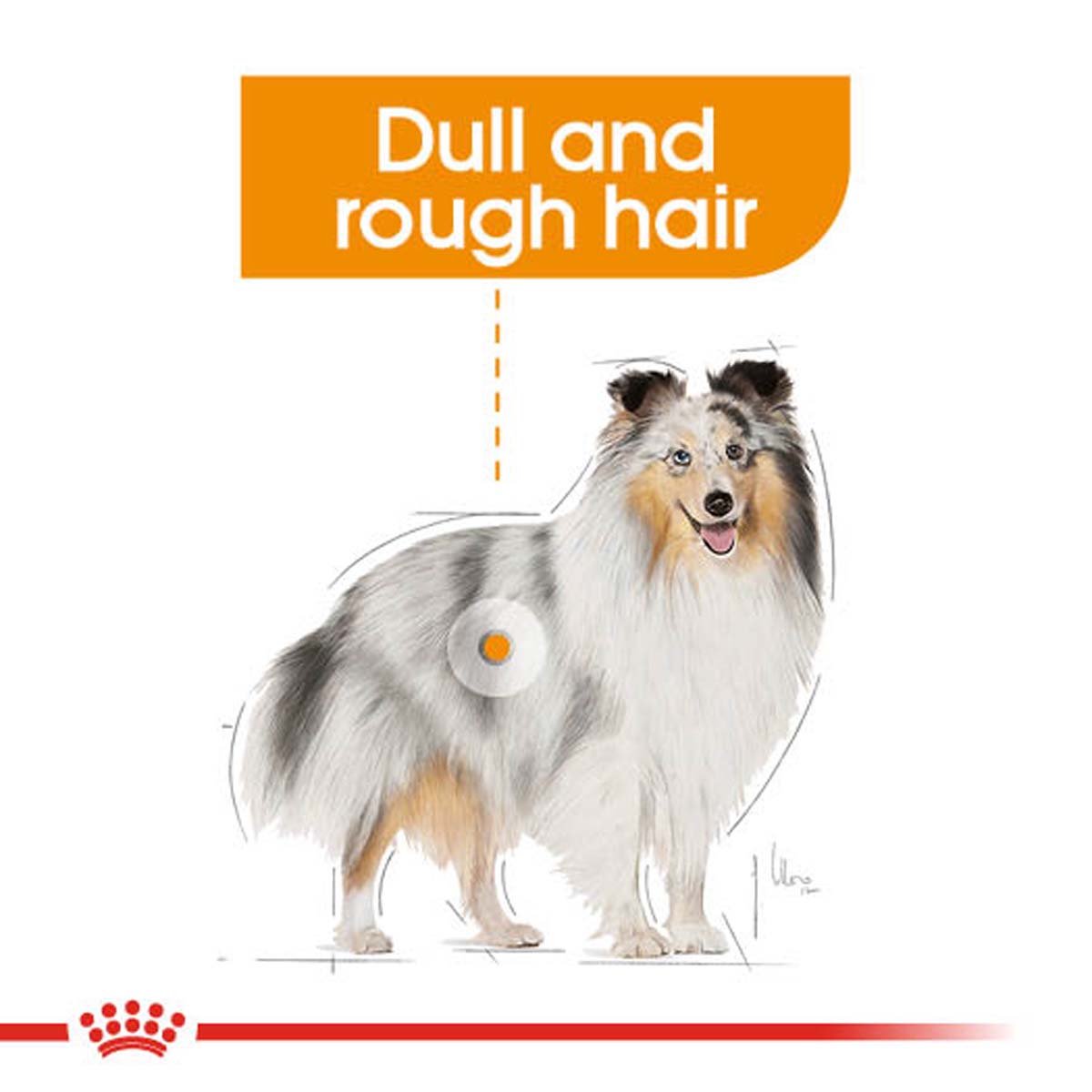 ROYAL CANIN COAT CARE Nassfutter für glänzendes Fell 12x85g