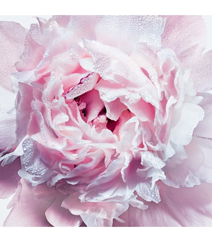 MISS DIOR-Crème de Rose Onctueuse pour les Mains