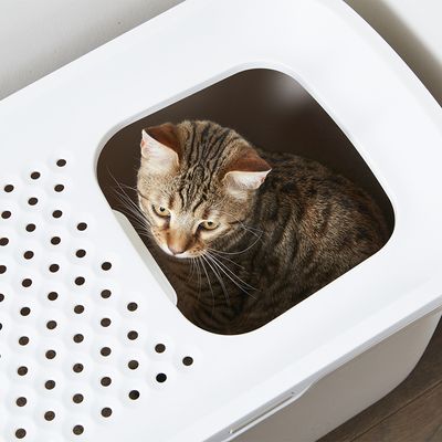 Savic Katzentoilette Hop In