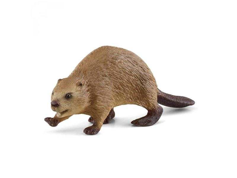 Castor