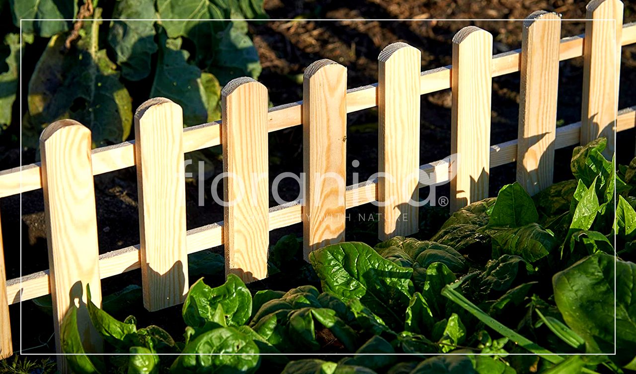 Pemicont Floranica Vorgarten Gartenzaun aus Holz Vampir 1 STK 104cm Höhe 20cm Natur Imprägnierter Kieferholzzaun Dekorativer Steckzaun für Blumenbeete Gemüsebeete Wegeinfassungen Tierauslauf