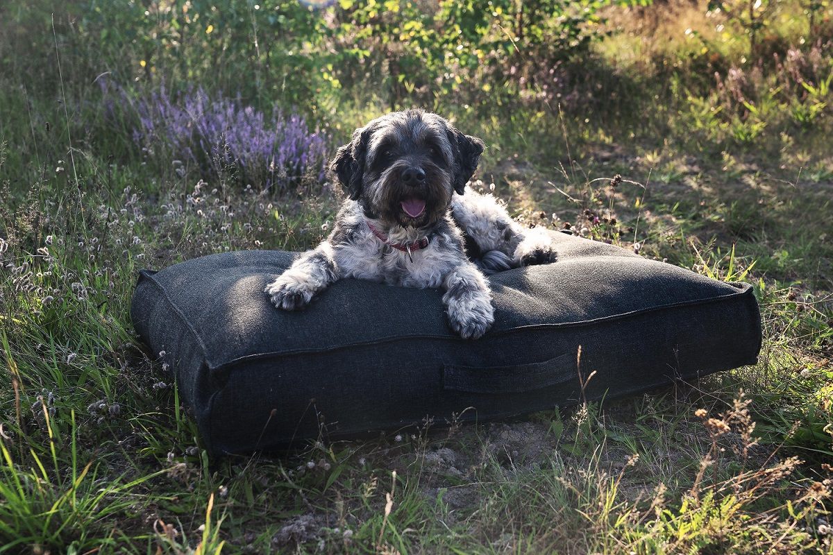 Chill Dept Takoda Desert Sand Large Hundekissen