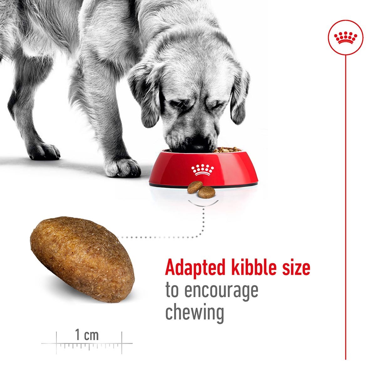 ROYAL CANIN MAXI Adult Trockenfutter für große Hunde bei ZooRoyal