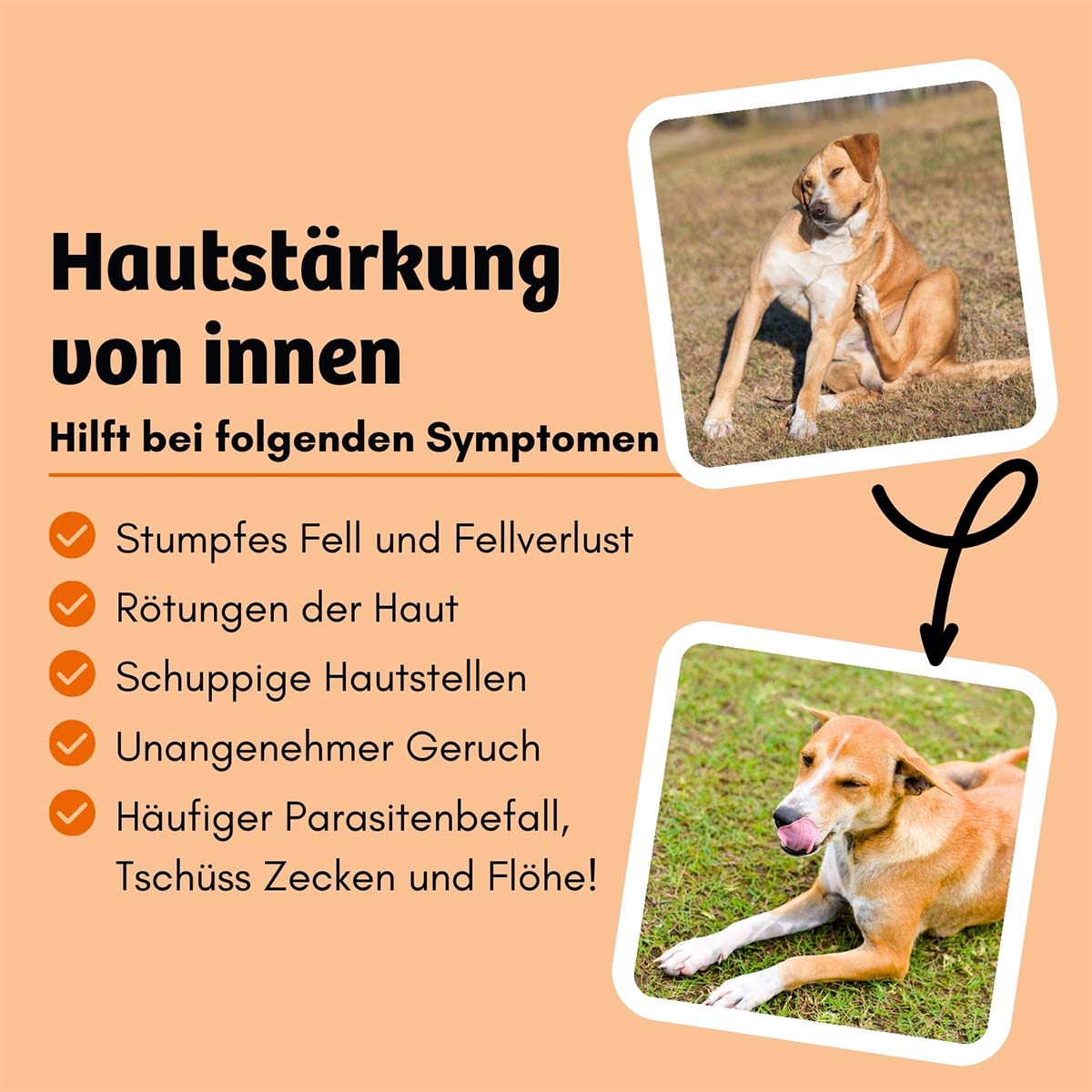 BugFutter Adult orange Karotte & Hefe günstig kaufen bei ZooRoyal