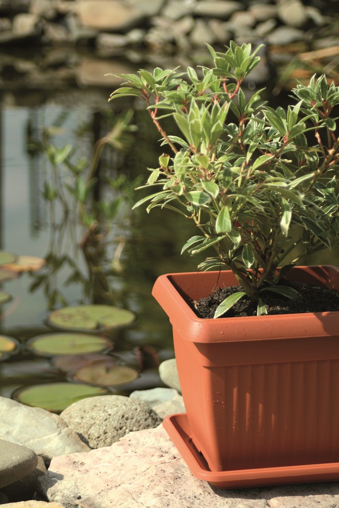 Protanic Powertec Garden Pflanztopf mit Dekor 