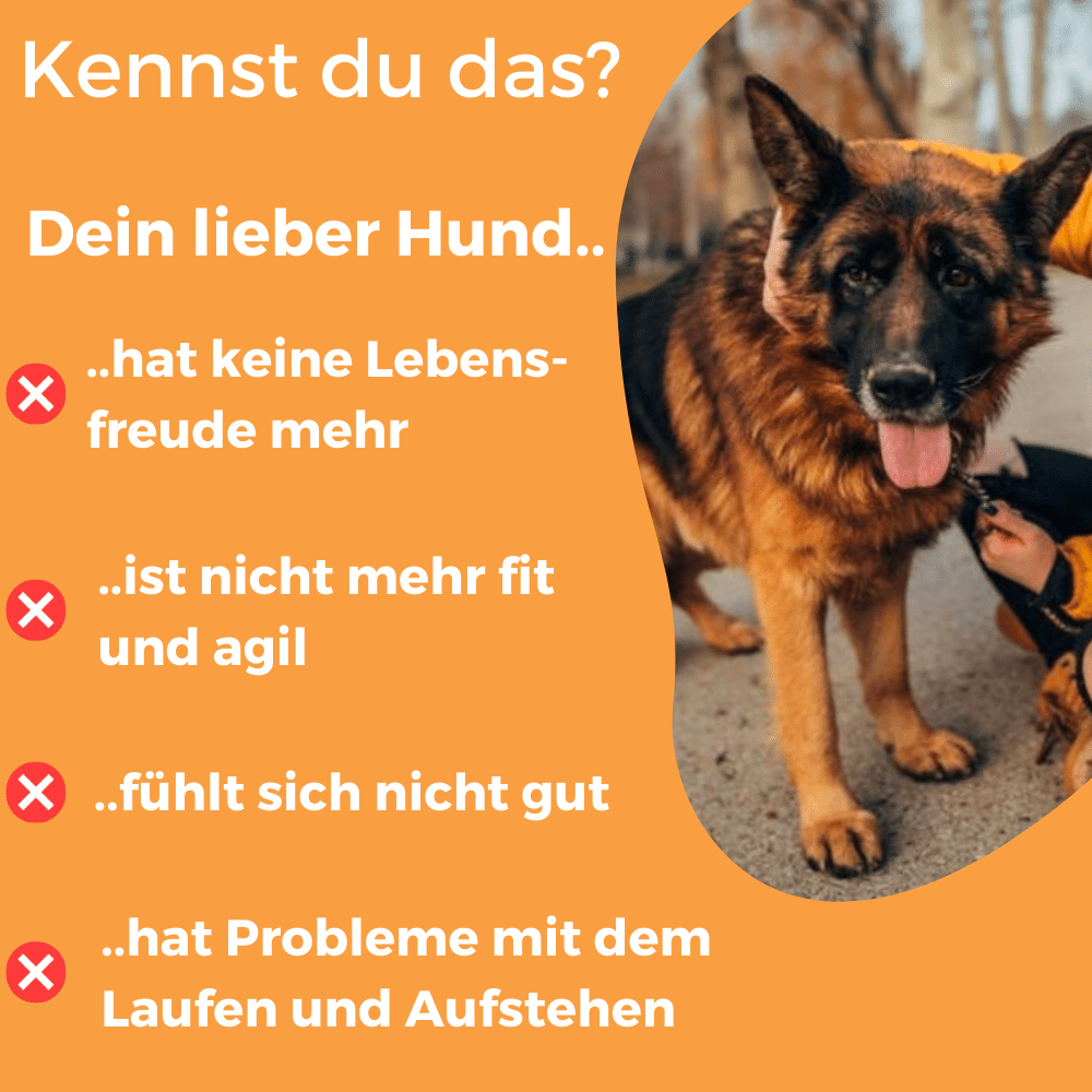 Dog-Native Ergänzungsfutter & Aufzucht Dog-Native Gelenkkapseln für Hunde, natürliche Gelenk-Kapseln mit Grünlippmuschel, MSM, Kollagen-Hydrolysat und Chondroitin, hochdosiert für Gelenke, 250 Kapseln