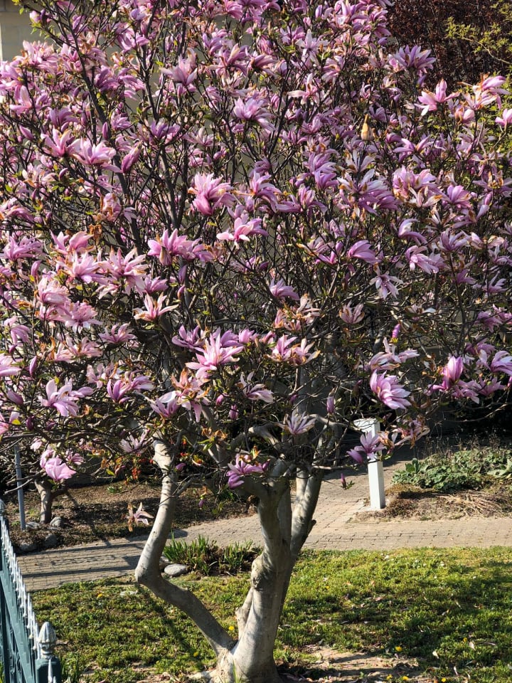OH2 6-er: Set Magnolien Susan in Rosa günstig kaufen onesize