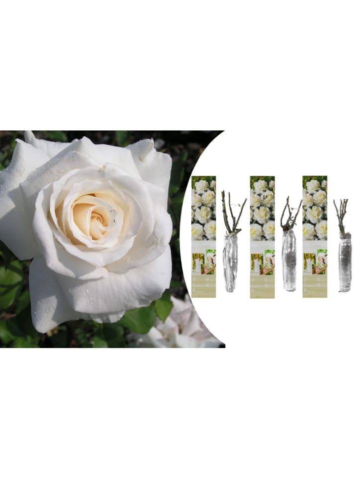 OH2 3er-Set Großblütige Rosen in Weiss günstig kaufen onesize