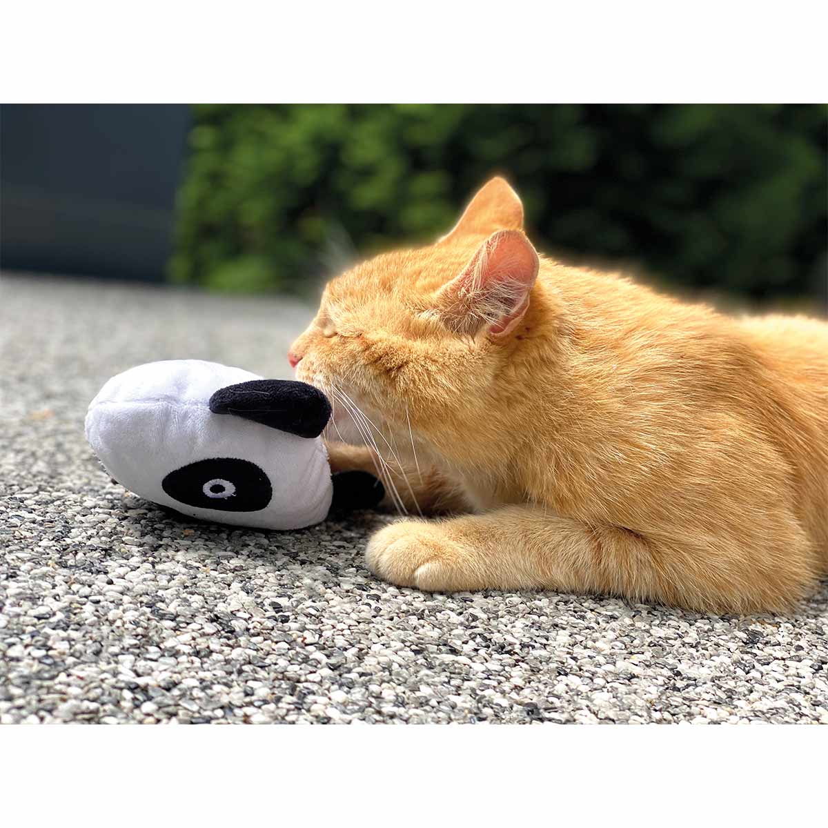 Aumüller Panda Qi Katzspielzeug günstig kaufen