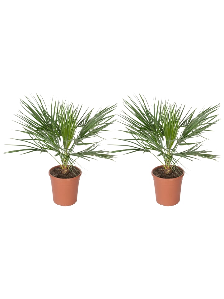 OH2 2er-Set: Chamaerops humilis Groß in Grün günstig kaufen onesize