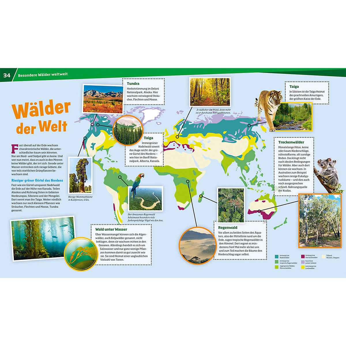 WAS IST WAS Wald - Mehr als nur Bäume