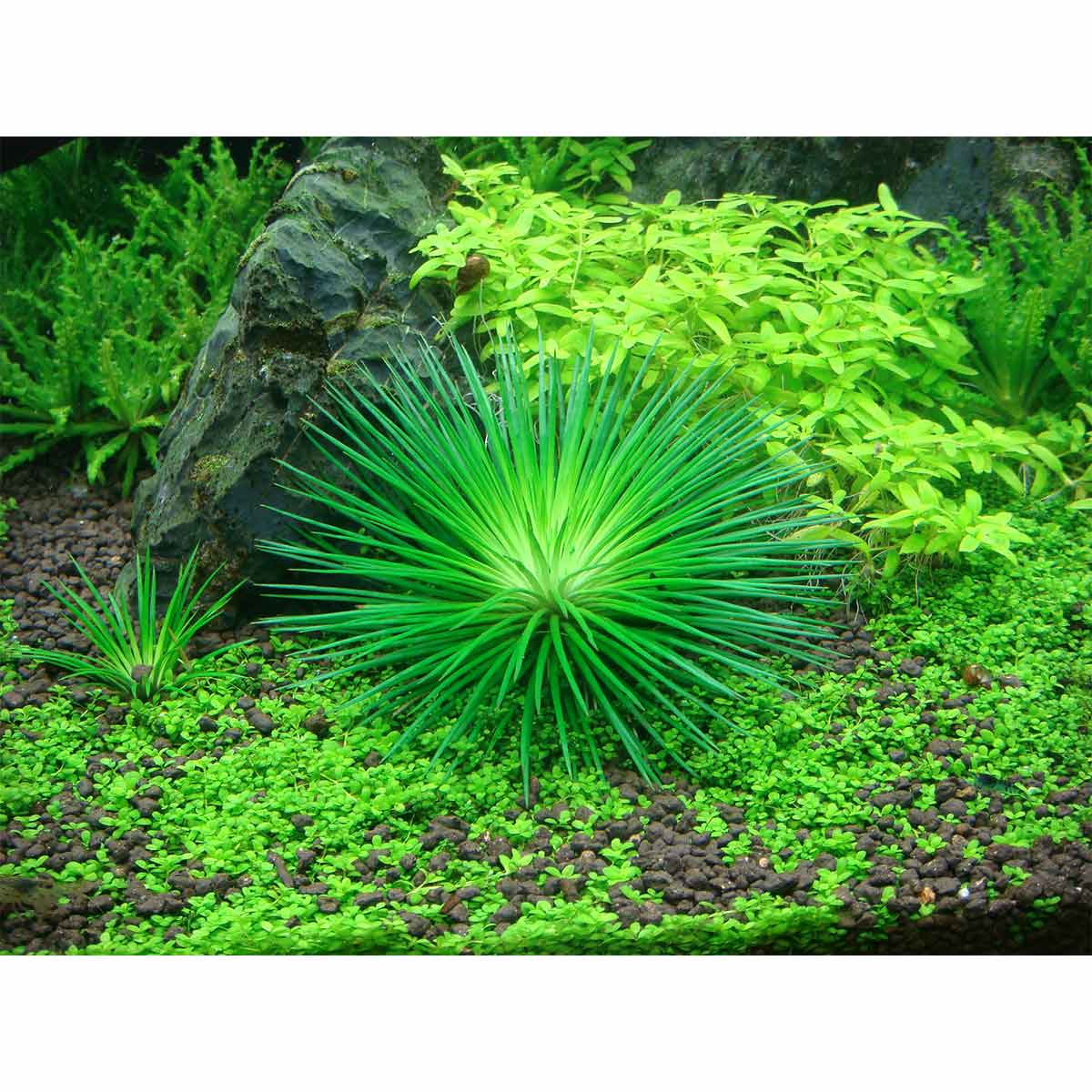 Tropica Aquariumpflanze Eriocaulon cinereum kaufen