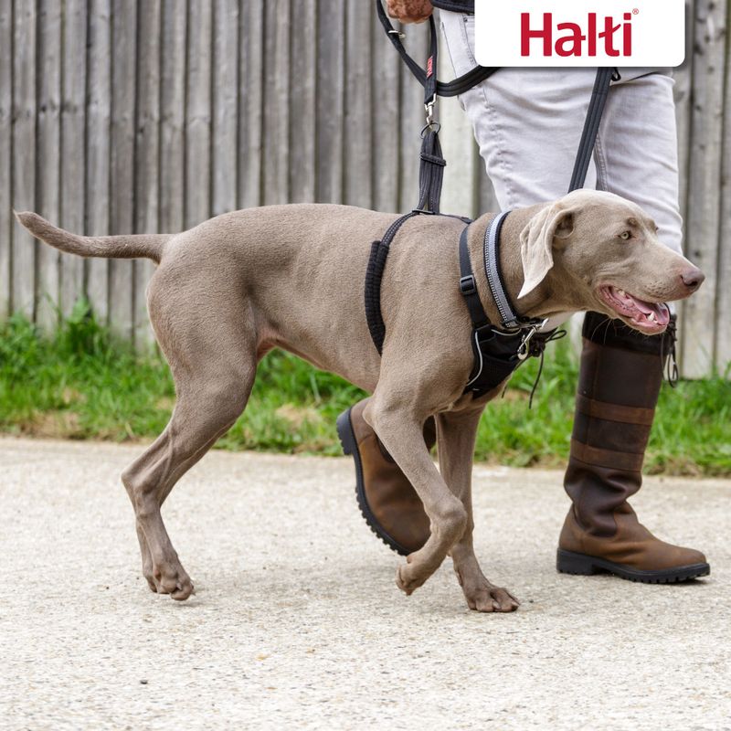 Halti No Pull Trainingsgeschirr zu TOP-Preisen