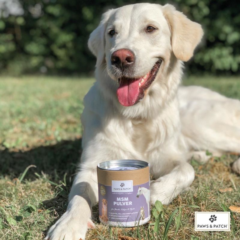 PAWS & PATCH MSM Pulver zu TOP-Preisen