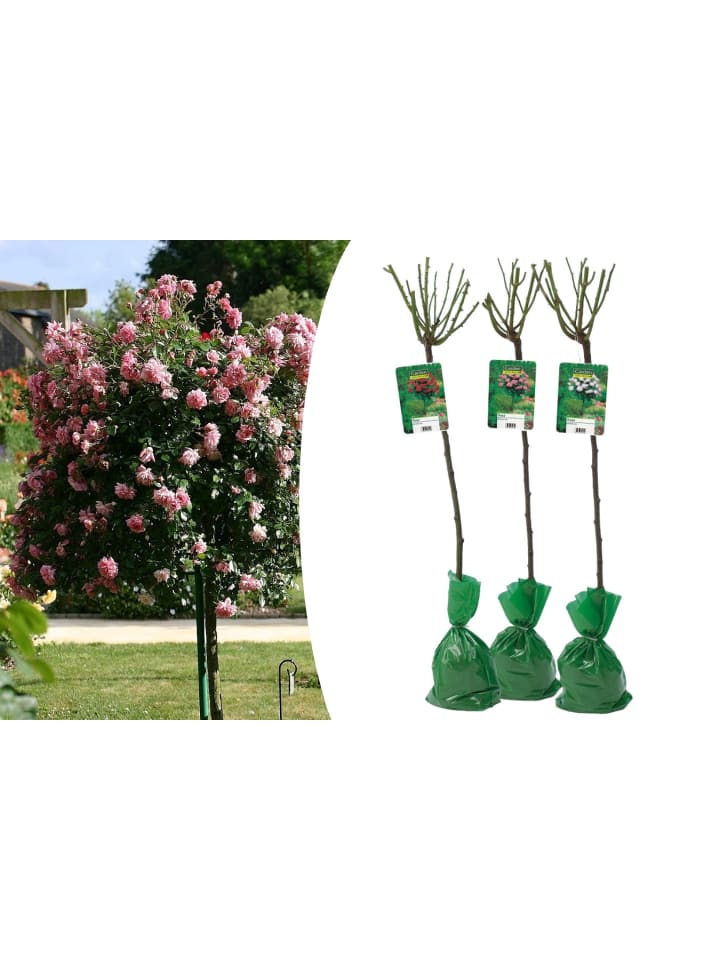 OH2 3er-Set: XXL Großblütige Stielrosen in Weiß/ Rot/ Rosa günstig kaufen onesize