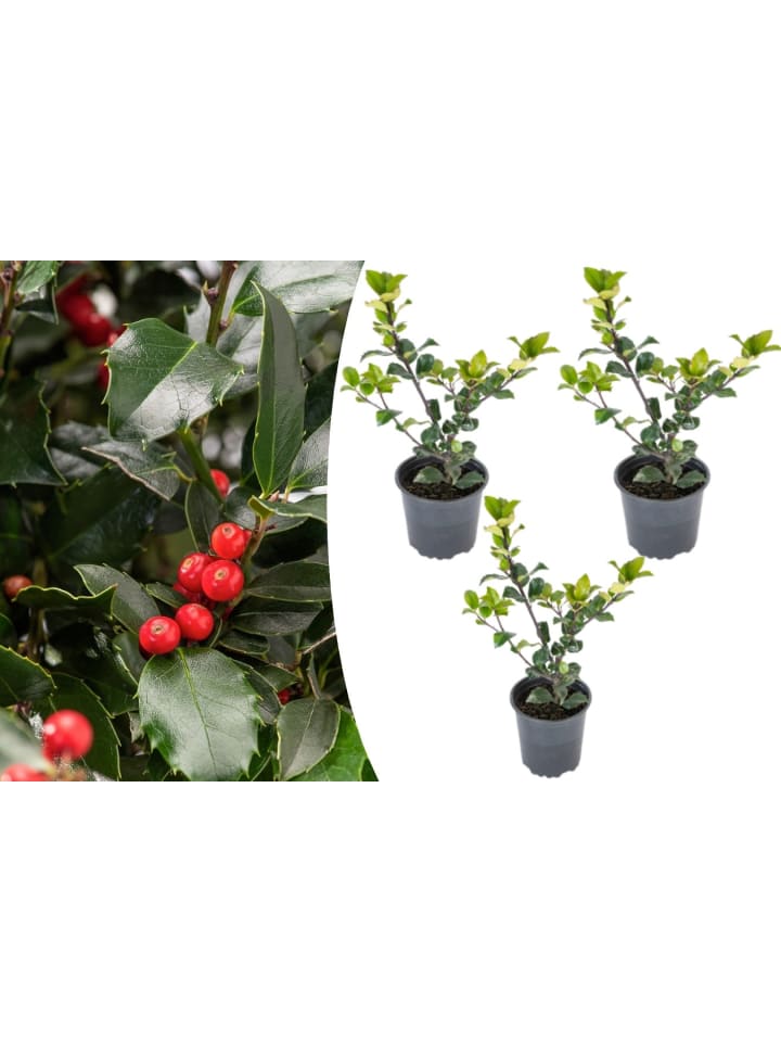 OH2 3er-Set Ilex meserveae 'Blue Maid in Grün günstig kaufen onesize