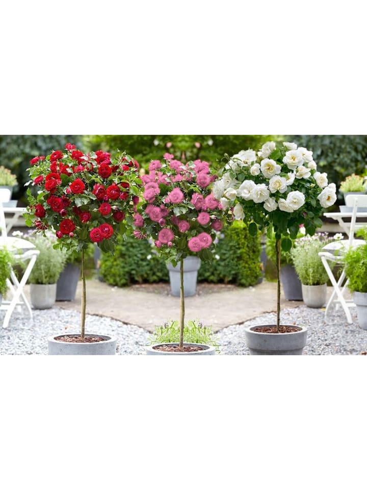 OH2 3er-Set: XXL Großblütige Stielrosen in Weiß/ Rot/ Rosa günstig kaufen onesize