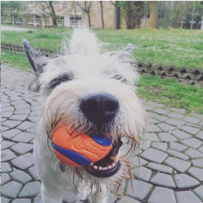 Chuckit! Ultra Ball S