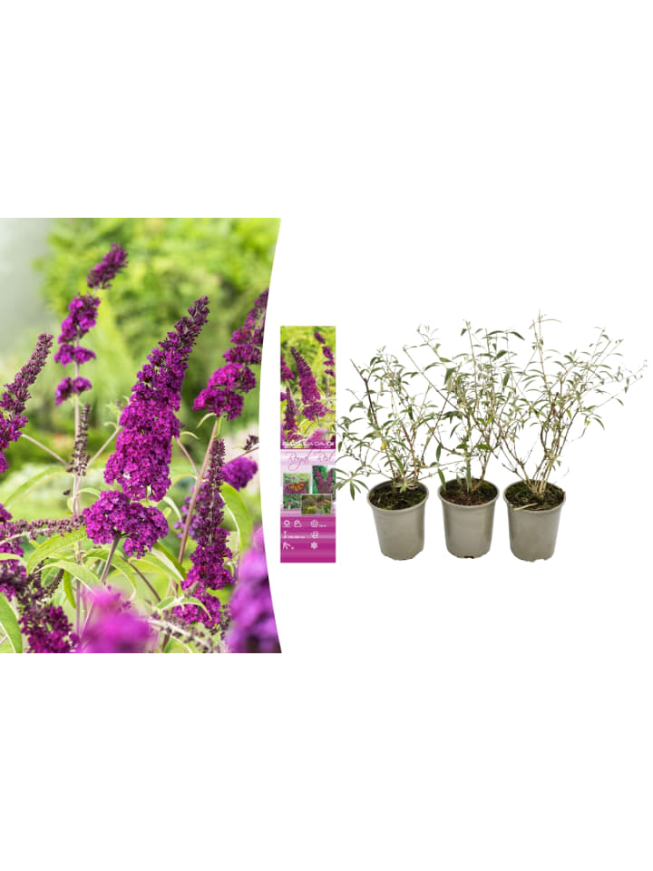 OH2 3er-Set: Schmetterlingspflanzen Davidii in Purpurrot günstig kaufen onesize