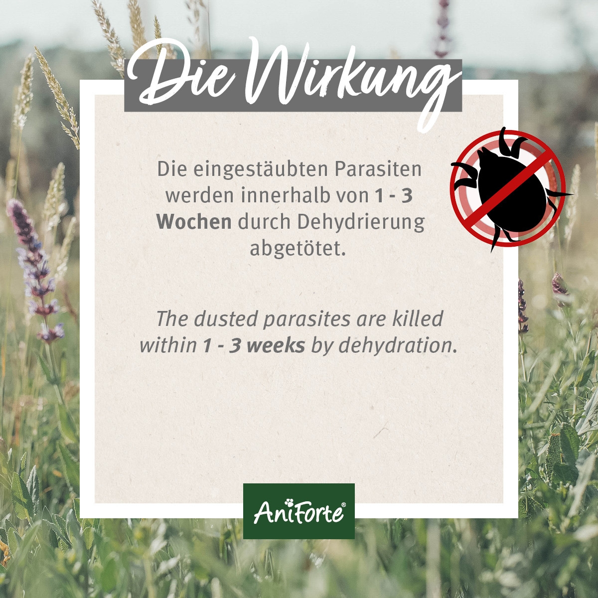 Aniforte Zubehör Aniforte Milben STOP Kieselgur inkl. Stäuberflasche 2kg