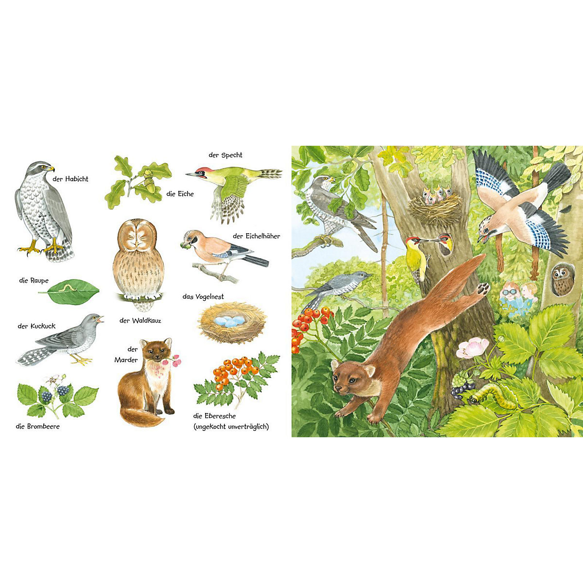 Mein kleines buntes Bildwörterbuch: Im Wald